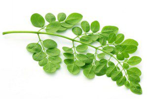 The Health Benefits of Moringa - Moringa