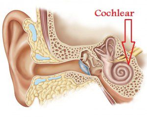 432 DNA Tuning, Frequency, and the Bastardization of Music - Cochlear