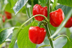 8 Foods That Boost Your Immune System - Bell Peppers