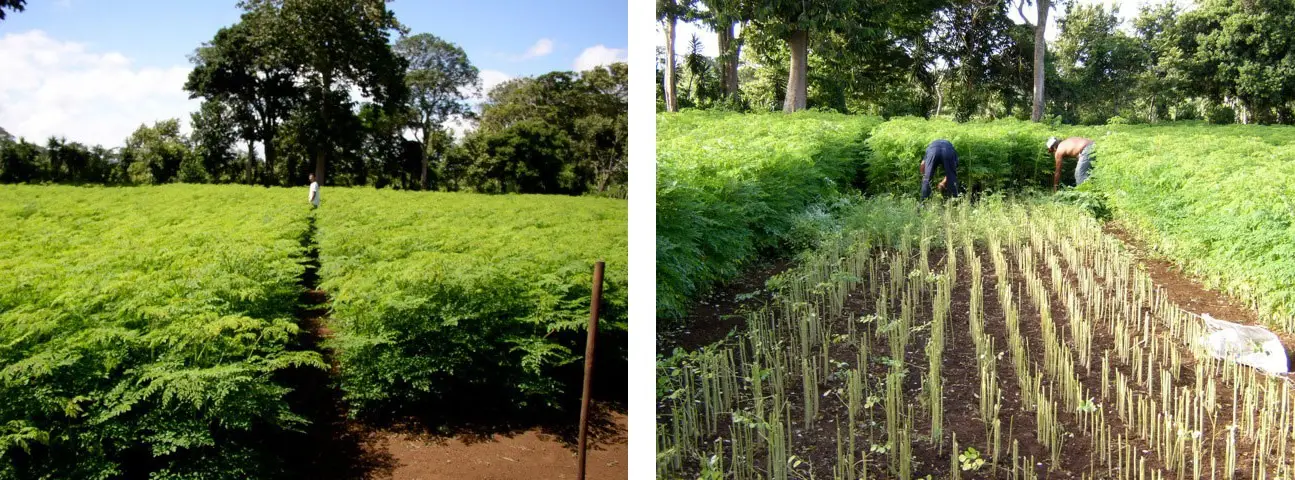 Amazing Moringa - Medicinal, Edible and Easy to Grow - Harvest
