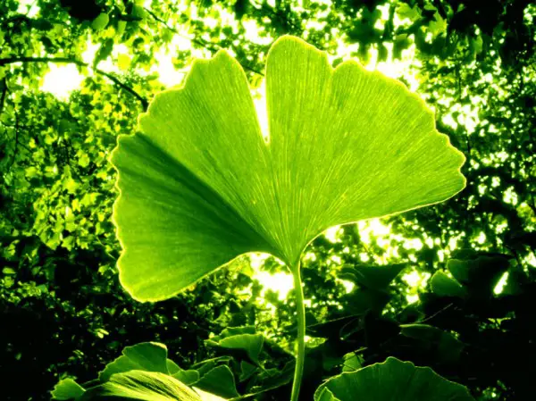 Boost Memory, Regenerate Neurons with This Ancient PlantBoost Memory, Regenerate Neurons with This Ancient Plant - Ginko Biloba