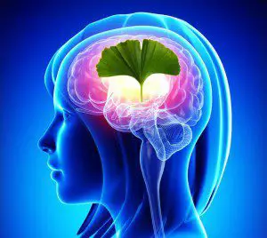 Boost Memory, Regenerate Neurons with This Ancient PlantBoost Memory, Regenerate Neurons with This Ancient Plant - Ginko
