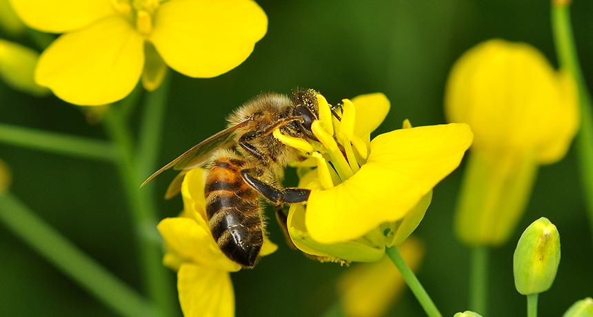 Creating Harmonious Gardens for Beneficial Insects