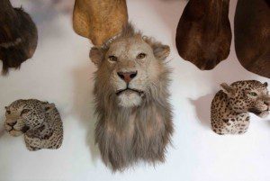 Steve Blomberg - The Lesson of Cecil The Lion: The Evolution of Consciousness vs. The Psychopathy of Trophy Hunting