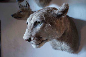 Steve Blomberg - The Lesson of Cecil The Lion: The Evolution of Consciousness vs. The Psychopathy of Trophy Hunting