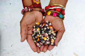 Stop GMO Corn in Mexico... Again!