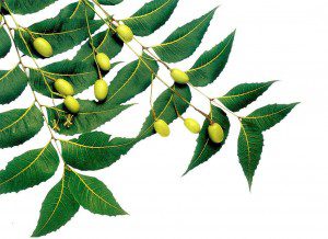 The-5-Best-Natural-Alternatives-to-Fluoride-Neem