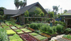 Urban Homesteads - How To Turn Dirt Into Gold - Dervaes Family Homestead