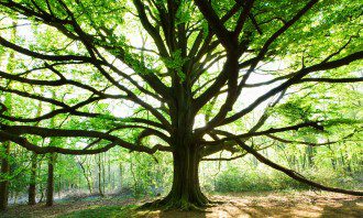 Conscious Death, Sacred Service and Green Burial - Leaving a Legacy of Meaning and Conservation