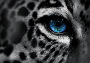 Humanity is Waking Up to the Intelligence of Nature
