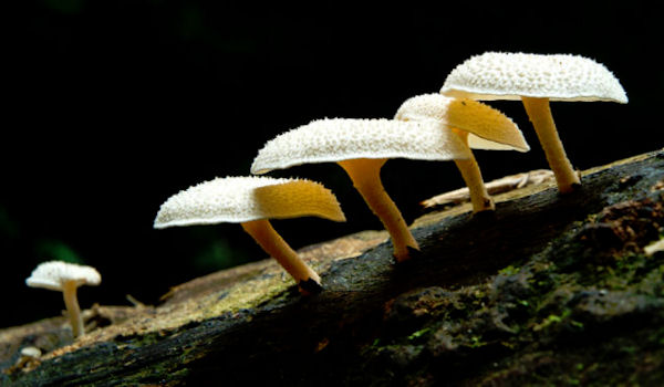 Plastic-Eating Mushroom Discovered in the Amazon Rainforest - FB