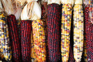 Stop GMO Corn in Mexico... Again! 4