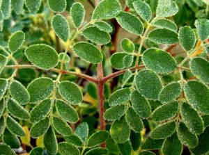 The Many Uses of the Mighty Moringa Tree - Fresh Moringa