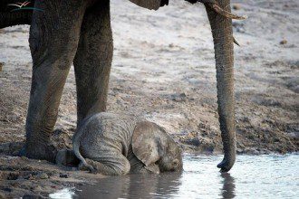 The Plight Of The Pink Elephant - Baby Elephant Drinking Water