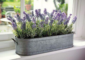 Top 7 Houseplants for Restful Sleep and Clean Air