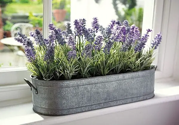 Top 7 Houseplants for Restful Sleep and Clean Air