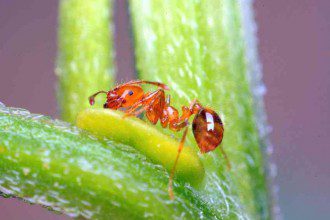 ants_use_natural_medicine