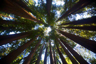 We Must Reclaim Environmentalism!