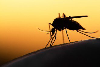Genetically Engineered Mosquitoes and Moths Ready to Spread Like Wildfire