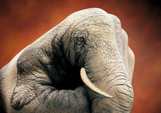 Conscious Connection – Bridging Species Through Love