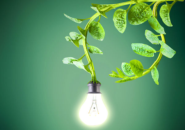 Dutch Company Powers Street Lights with Living Plants