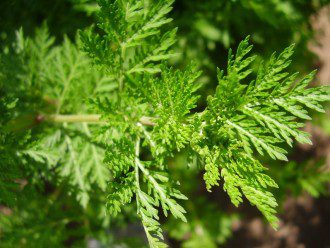 Exceptional Botanical Kills 98 Percent of Cancer Cells in Under 24 Hours 1