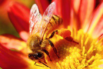 Groundbreaking Study Maps the Decline of Wild Bee Communities in The United States