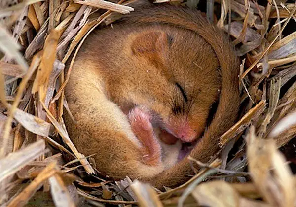 Importance of Spiritual Hibernation