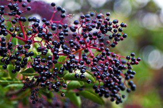 The Amazing Health Benefits of Elderberry