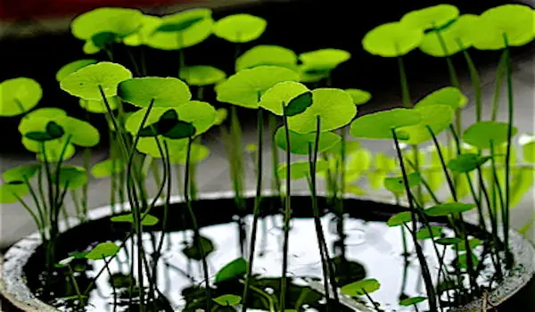 7 Sacred Herbs for Activating and Harmonizing the Chakras - Gotu kola
