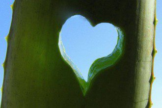 Aloe vera