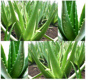 Aloe_Vera_plants