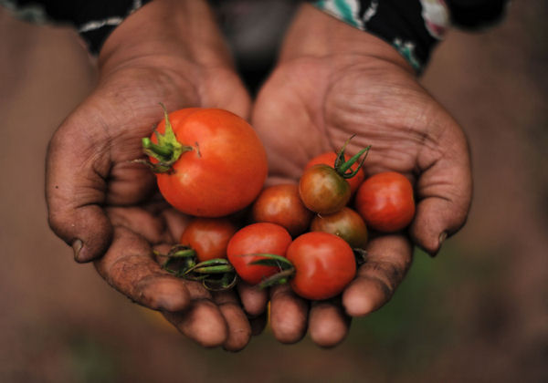 Fruits and Vegetables Reaching An Alarming State of Nutrient Depletion