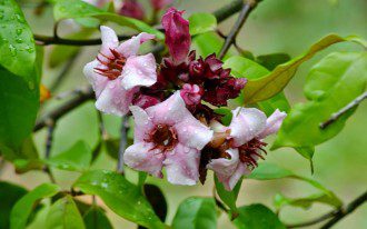 Ouabain - Nature's Forgotten Remedy for Heart Health