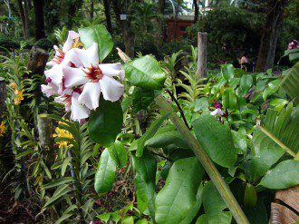Ouabain - Nature's Forgotten Remedy for Heart Health 2