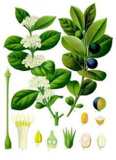Ouabain - Nature's Forgotten Remedy for Heart Health - Acokanthera schimperi