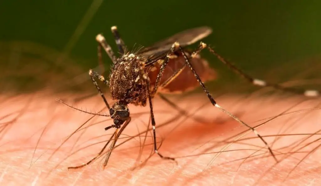 Zika - Latest Actor in the Fake Pandemic Play - FB