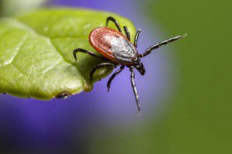 lyme disease