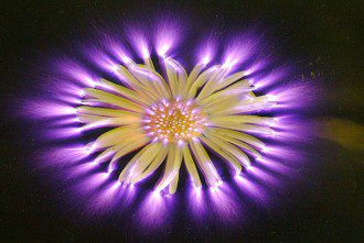 Healing Ourselves and the World With Flower Essences
