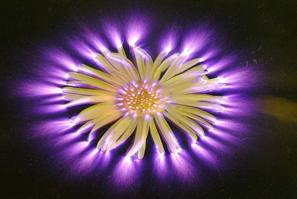 Healing Ourselves and the World With Flower Essences
