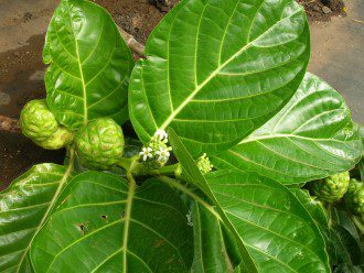 Noni Leaf Extract Superior To Chemotherapy for Lung Cancer (Preclinical Study)