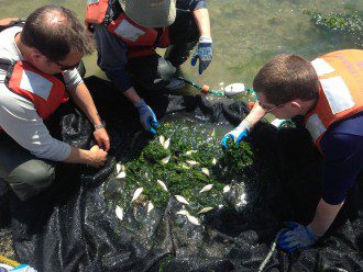 Seattle Salmon Are On Drugs - Thanks Humans!