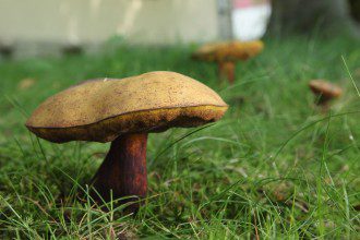 The Magic of Mushrooms