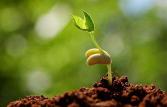 Genetically Modified Crops - The Trouble Is in the Soil - Harmony
