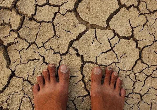 Genetically Modified Crops - The Trouble Is in the Soil