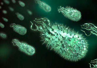 Scientists Discover That Bacteria Have a Collective Memory