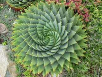 Aloe