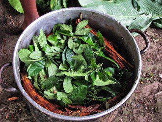 Psychedelics Treat Mental Disorders Change Human Consciousness Reorganizing Brain - Ayahuasca