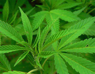 Psychedelics Treat Mental Disorders Change Human Consciousness Reorganizing Brain - Cannabis