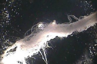 Synthetic-Agenda-Morgellons